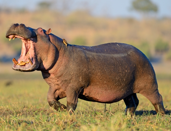 Hippo Aggressive