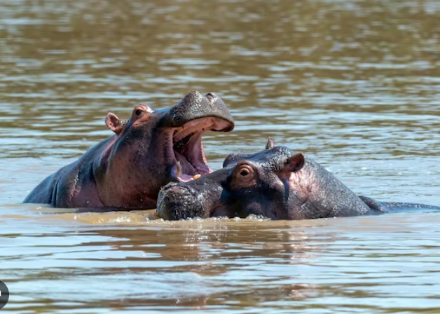 Hippo Aggressive