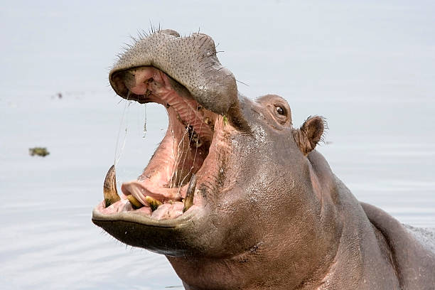 Hippopotamus Mouth Wide Open