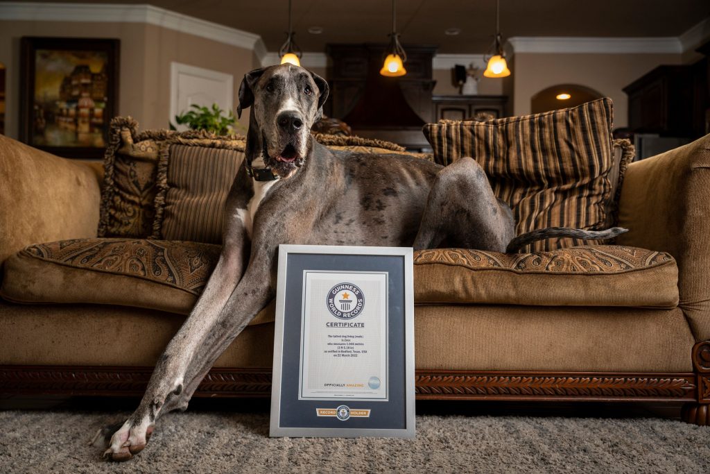 Great Dane Largest Dog in the World