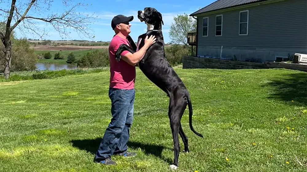 Great Dane Largest Dog in the World