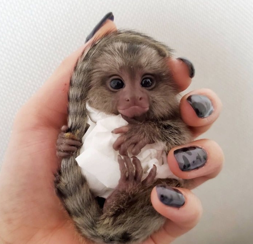 full grown pygmy marmoset for sale